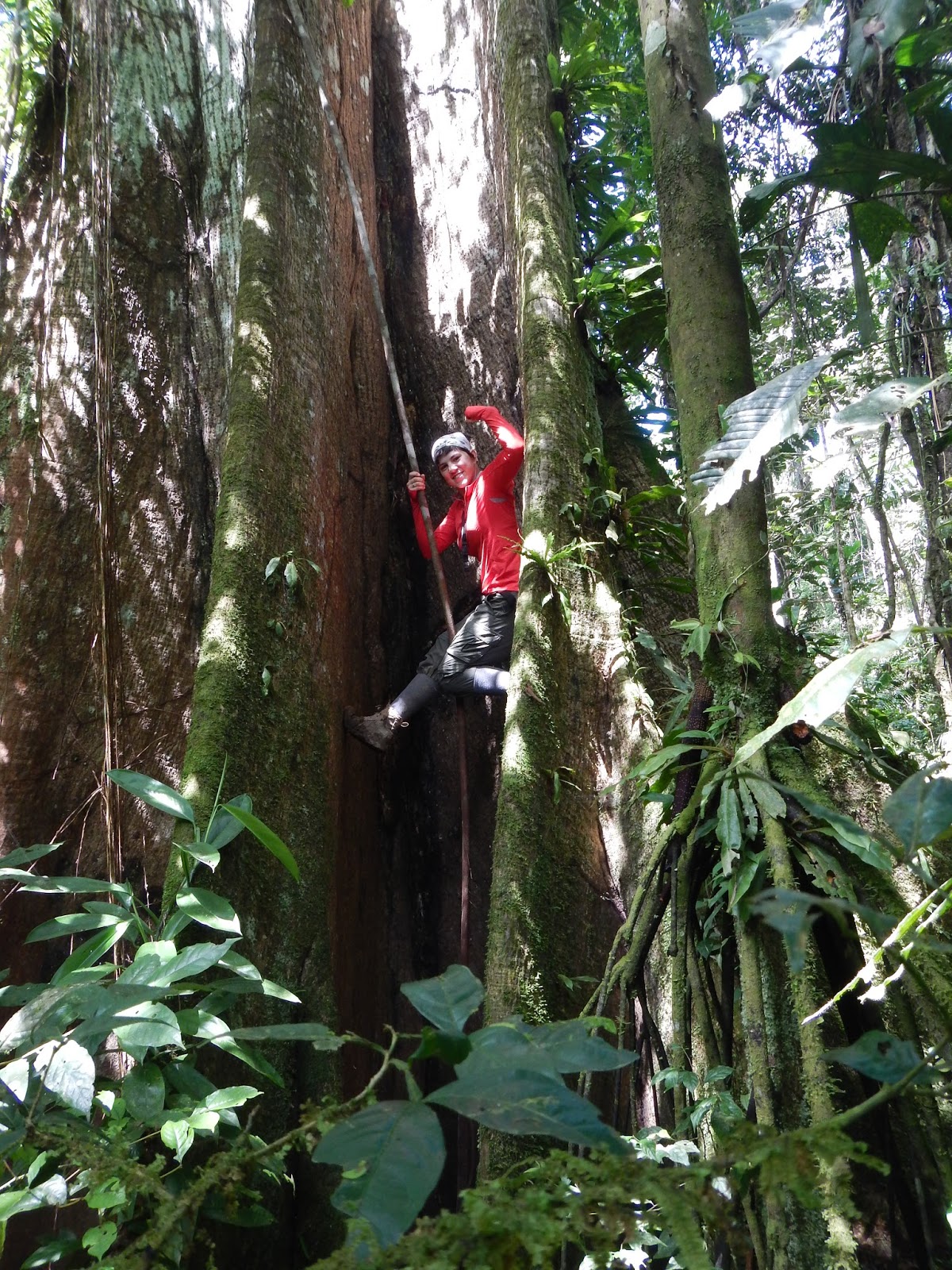 To the Amazon and Beyond... Tree Climbing