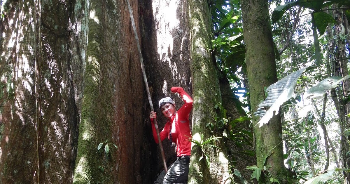 To the Amazon and Beyond... Tree Climbing