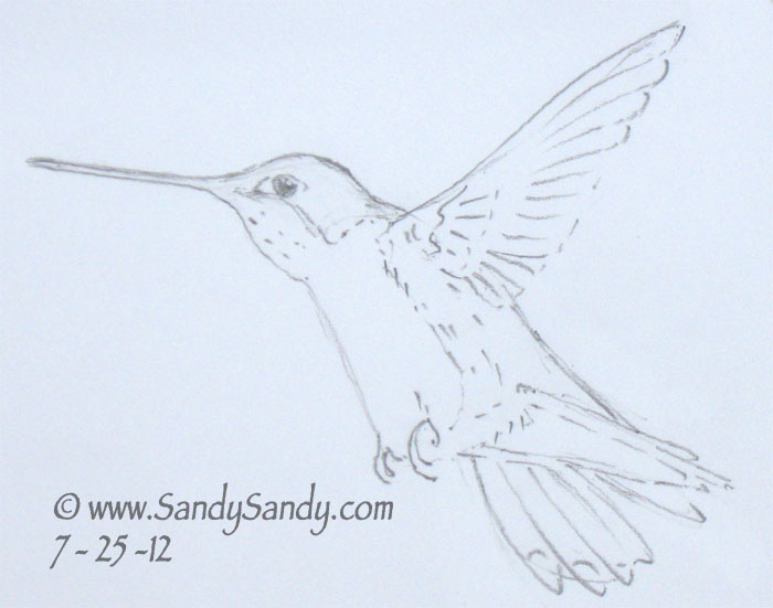Line Drawing Hummingbird : Drawing everyday a kitten horse and two hummingbird