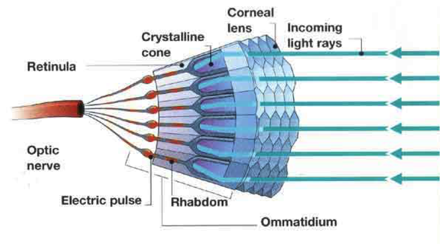 Cal Poly BIO 502 The Shrimp that Can See Where UV Been.