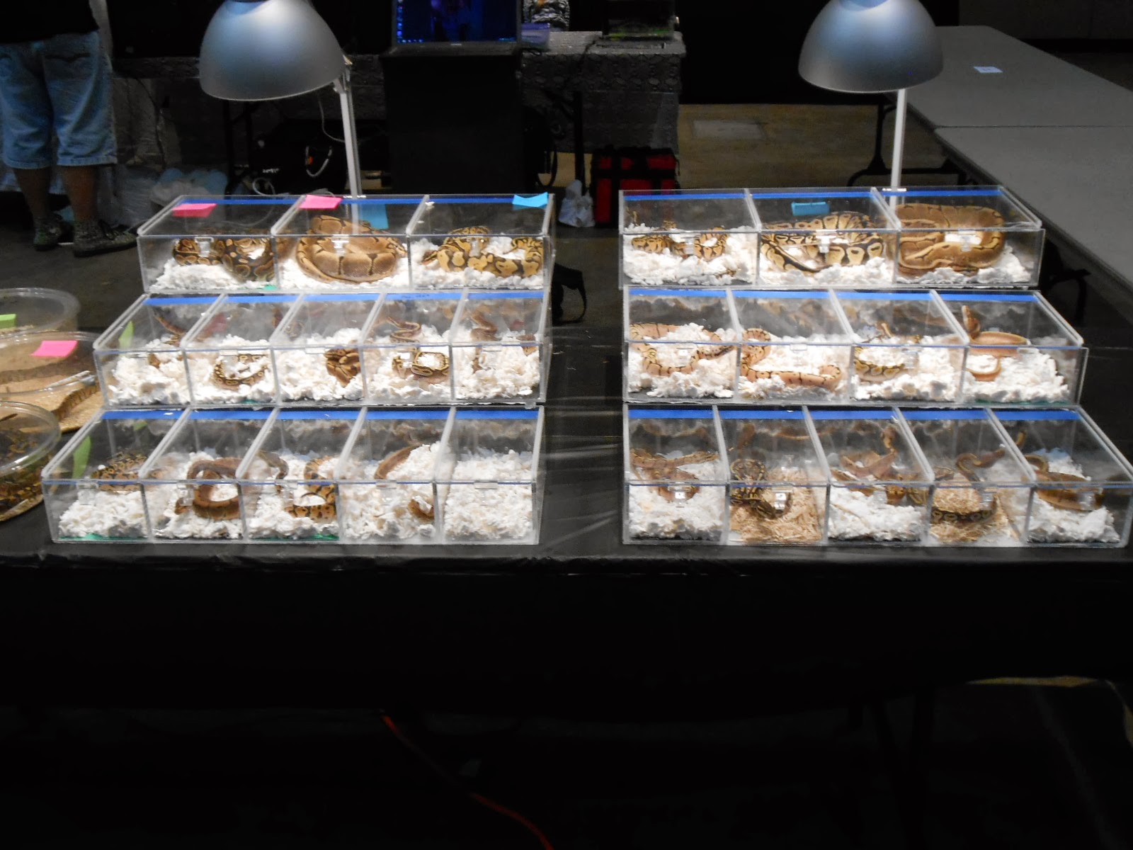 Evan Stahl Reptiles Awesome Reptile Show in Lansing Michigan Sunday