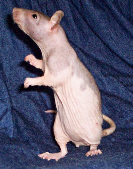 Do you recognize these Animals without Hair?