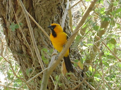 Altamira Oriole