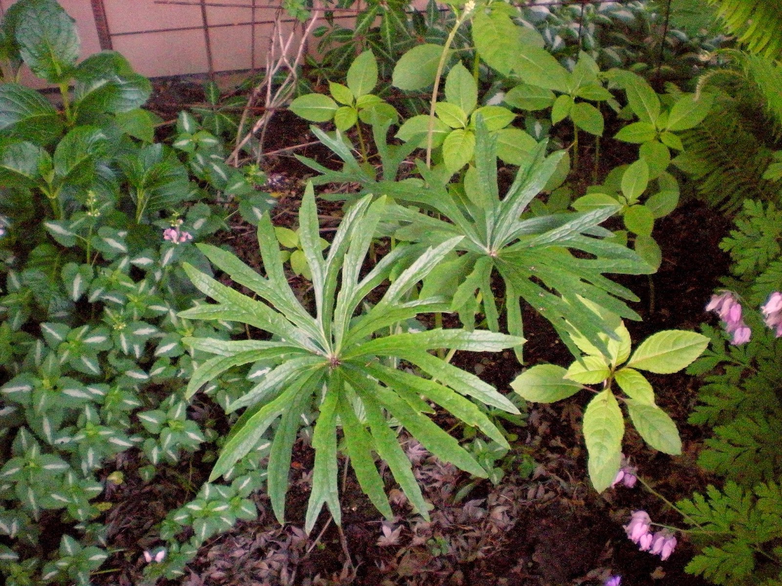 Weeding On The Wild Side Foliage Follow Up June 2013