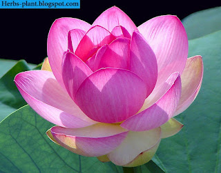 صور زهرة اللوتس صور زهرة اللوتس