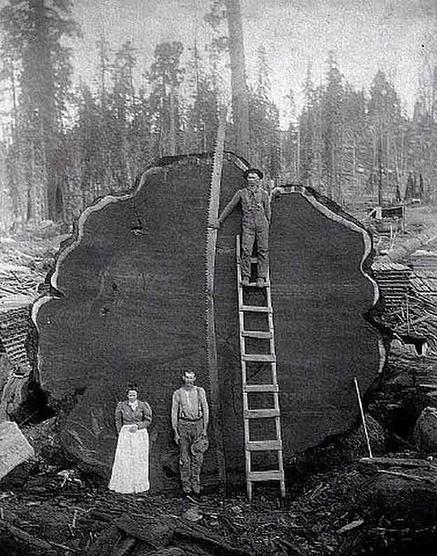 1001Archives World's Largest Trees