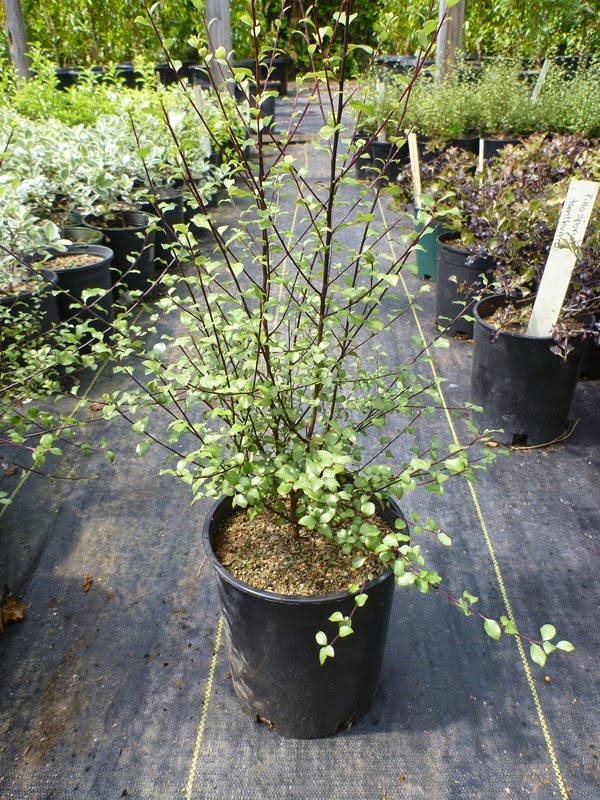 49 Volume 14 Number 1 Ip Australia