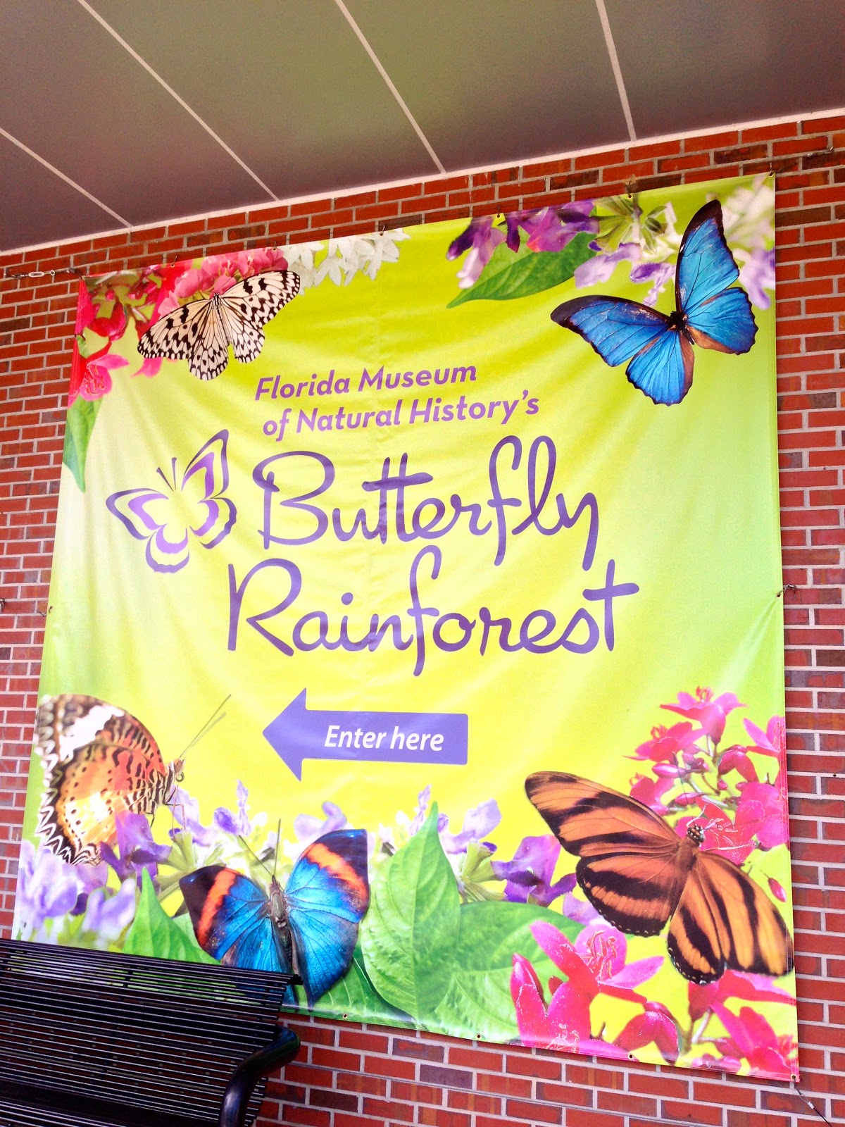 Milkweed Gardens Places Florida Museum Of Natural History S