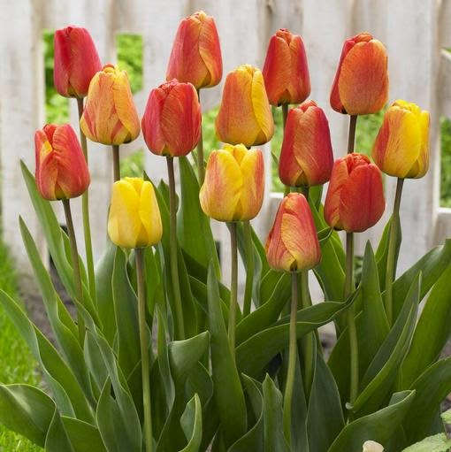 Coupon Savvy Sarah Longfield Gardens Bulb Review and Fall Planting Tips