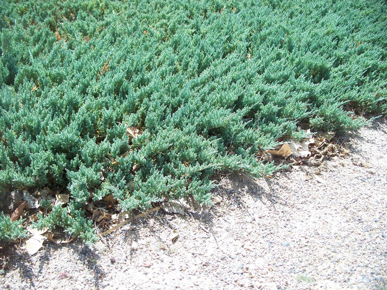 Blue Rug Juniper