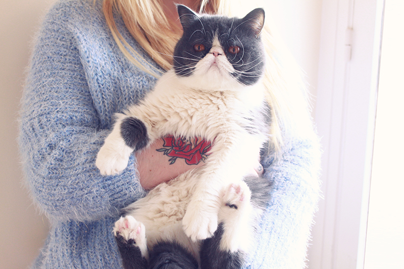 fluffy pastel sweater and cat