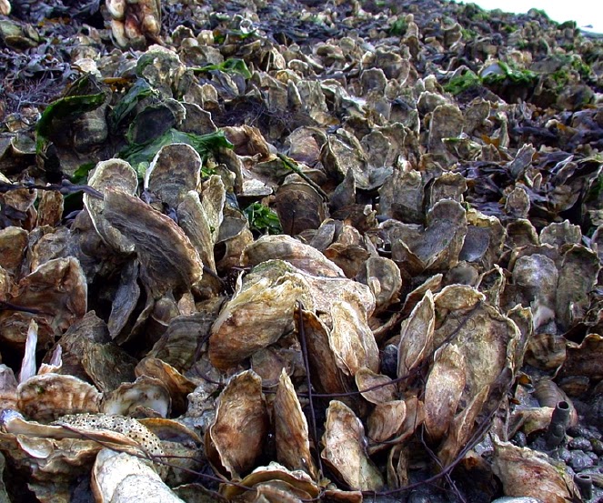 TransD Digital Creatura Songs From the Oyster Bed