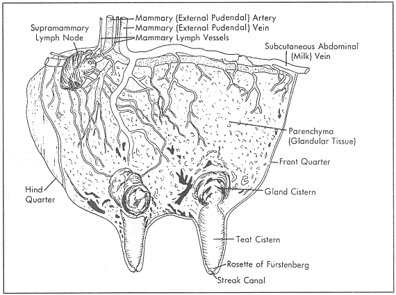 Milk Production in Dairy Cows - Vet in Training