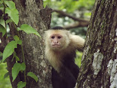 White Face Monkey on the beach