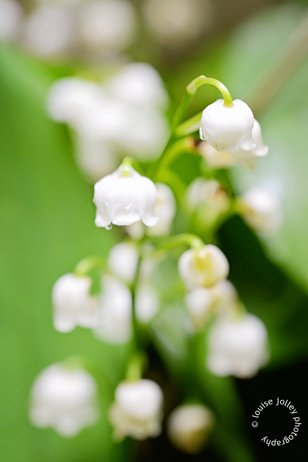 In and Out of the Garden Birth Flower For May Lily of the valley
