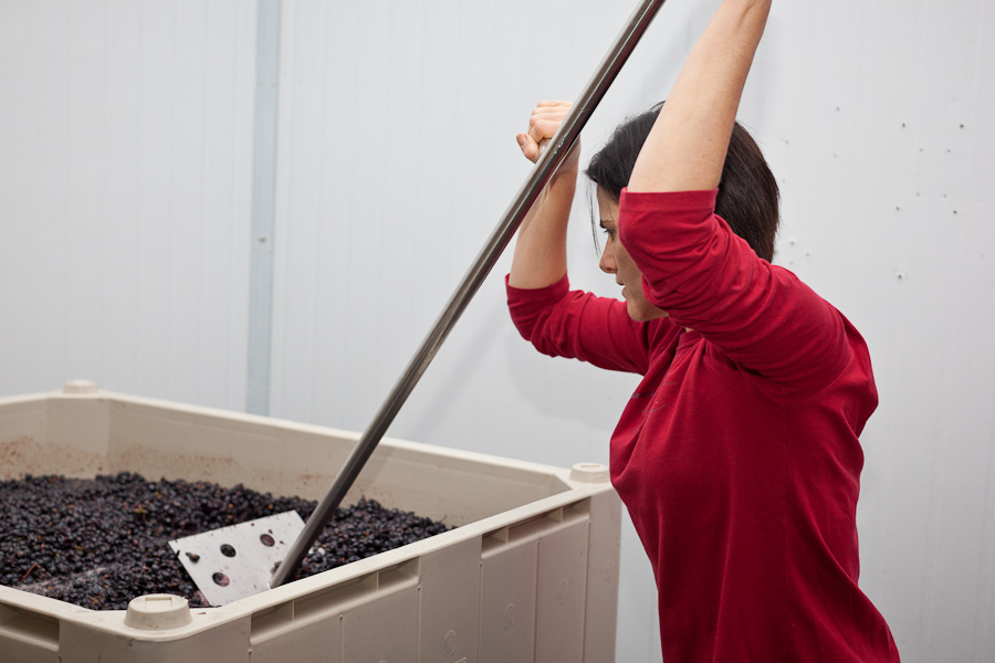 "X" Wines Let's Make Some Wine!