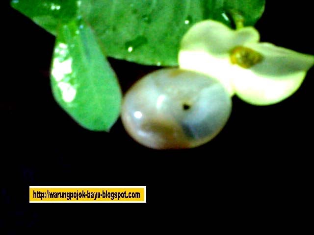 warung pojok karya seni tinggi benda antik ajimat warung pojok karya seni tinggi benda antik ajimat