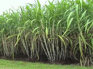 Ladang tebu