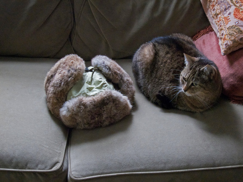 A Picture Each Day The Cat And The Hat