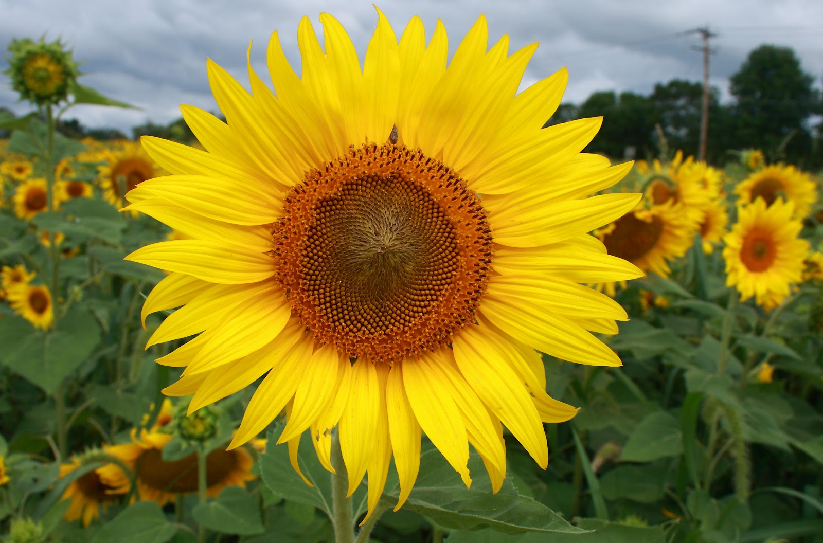 In and Around Northern Kentucky 2.0 Hanging Around the Sunflower Farm