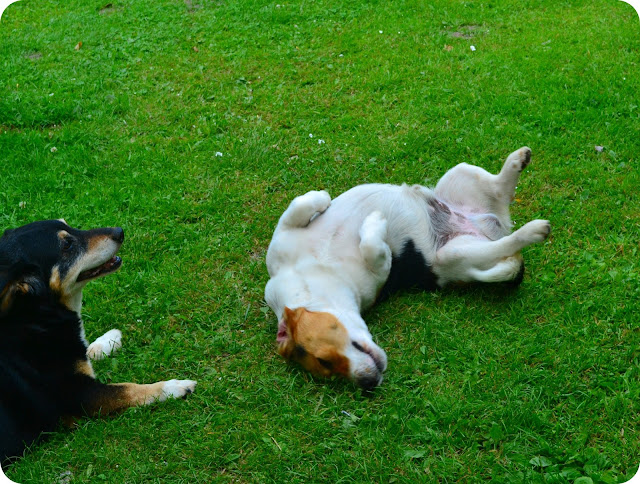 DSC_0803.JPG