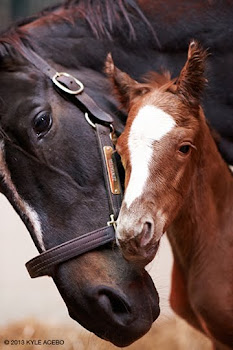 Zenyatta and Z13 - Tapit colt