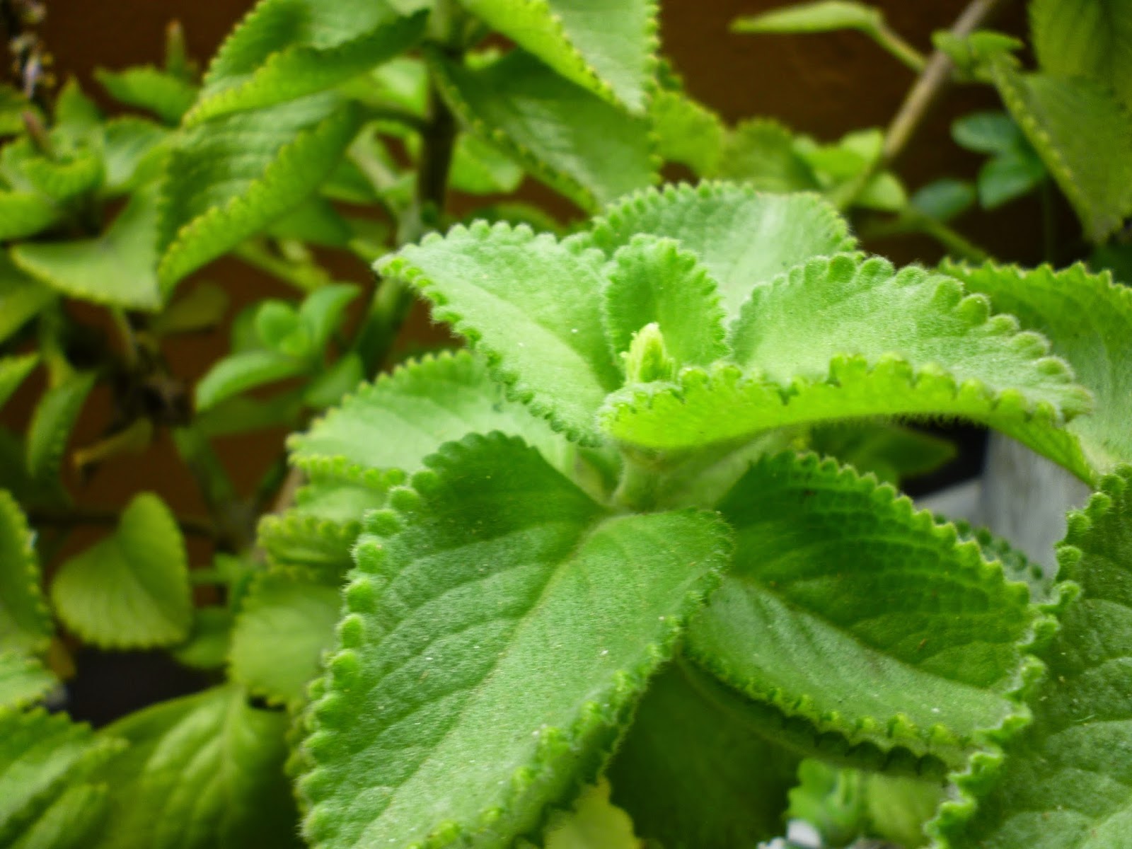 Cuerpo Vital Propiedades y beneficios del Orégano.