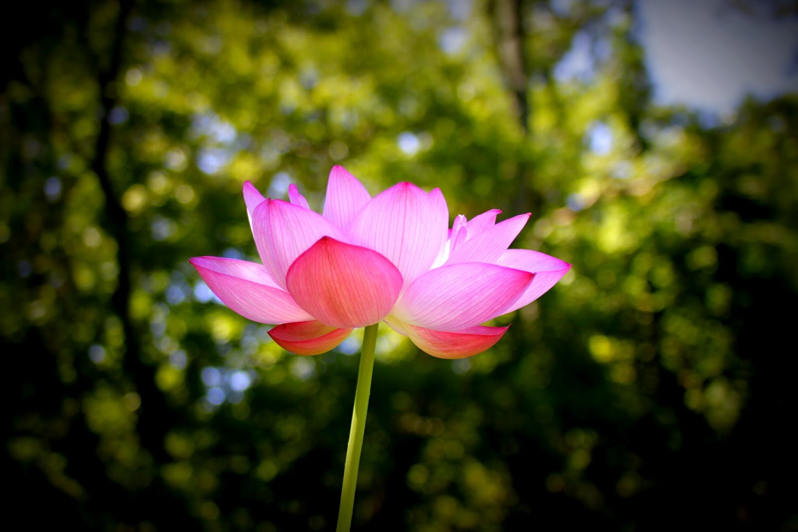 Granola Funk Mama Kenilworth Aquatic Gardens