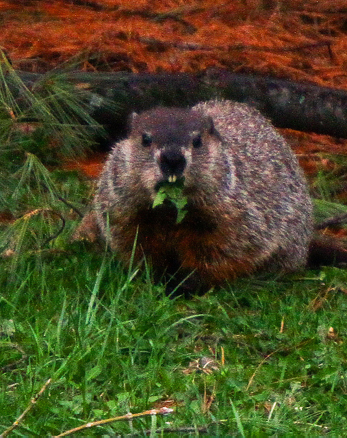 If A Woodchuck Could Write A Food Blog