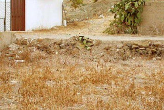 Fotografía de agudeza visual. Encontrar al gato Fotografía de agudeza visual. Encontrar al gato