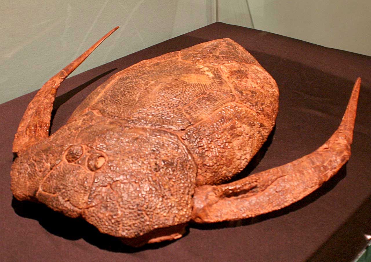 Louisville Fossils and Beyond Bothriolepis Primitive Armored Fish Fossil