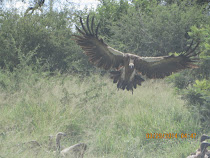 Vulture joining the carrion feeding at scene of an impala kill, near Oliphant Camp, Kruger NP