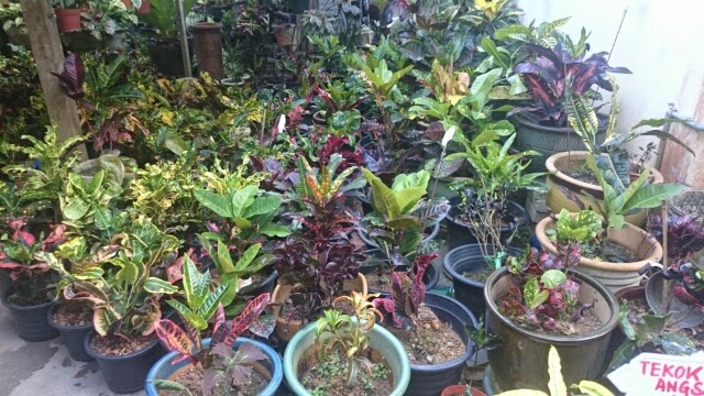 Kembara Minda 7 Macam Macam Pokok Puding