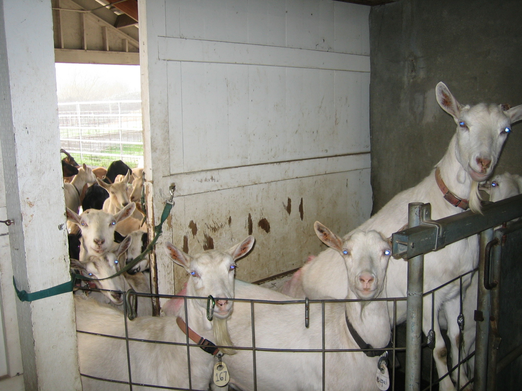 Dairy Farm Chores Milking Goats