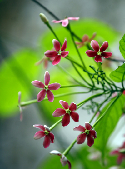 [Image: hoa-su-quan-tu-moc-ben-nha-co-8.JPG]