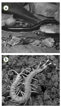 Diplopoda, yakni Lulus sp. dan Chilopoda, yakni Scutigera sp.