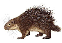 thick-spined porcupine