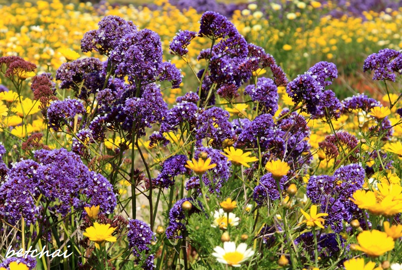 The Joys of Simple Life California Sea Lavender