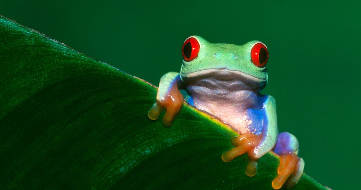 Funny Frogs HD Wallpapers | Wallpapers, pictures, images...
