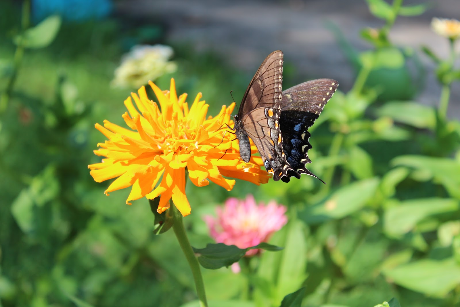 MCR's thoughts... Butterflies and zinnias...