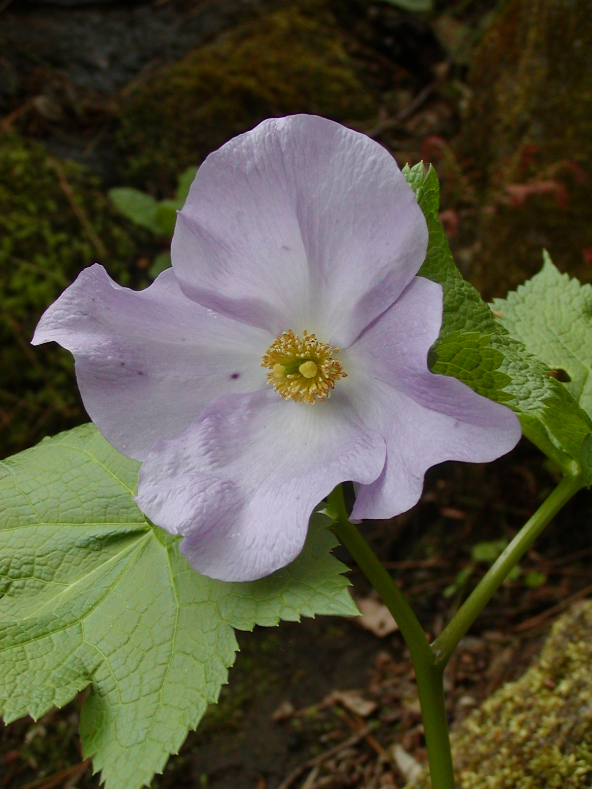 Flos 花 Blume Flower 華 Fleur Flor Cbetok Fiore 8月 13