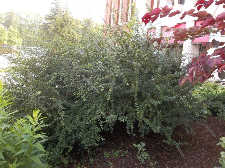 Gower Wildlife Invasive Cotoneasters At Fox Hole Southgate