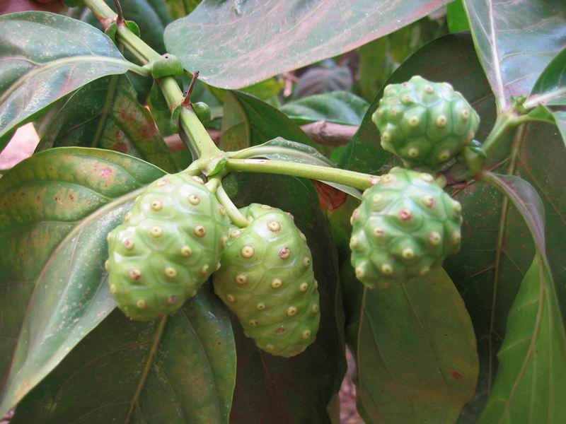 Noni fruit
