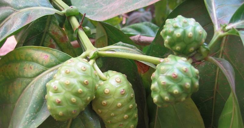 2019 year - Benefits of Eating Fruits for Lung Cancer Patients 2019 year