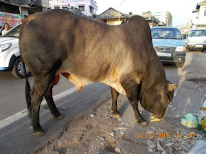A majestic free roaming bull in Nani Daman.
