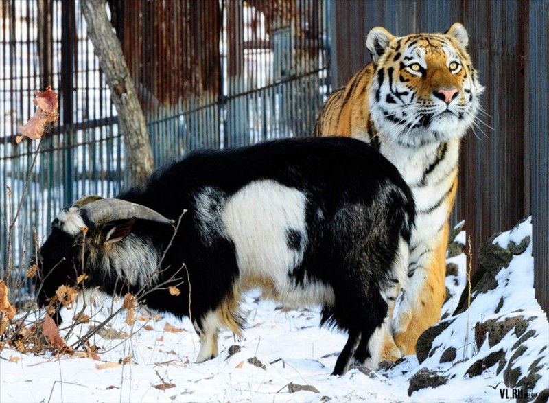 An unusual friendship between a tiger and a goat My Interests