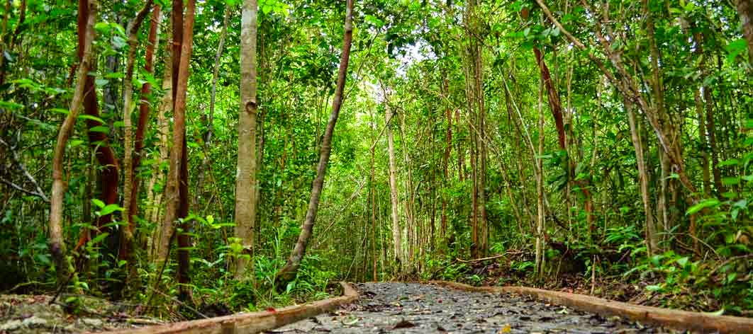 Hubungan antara iklim dengan vegetasi alam Sejarah