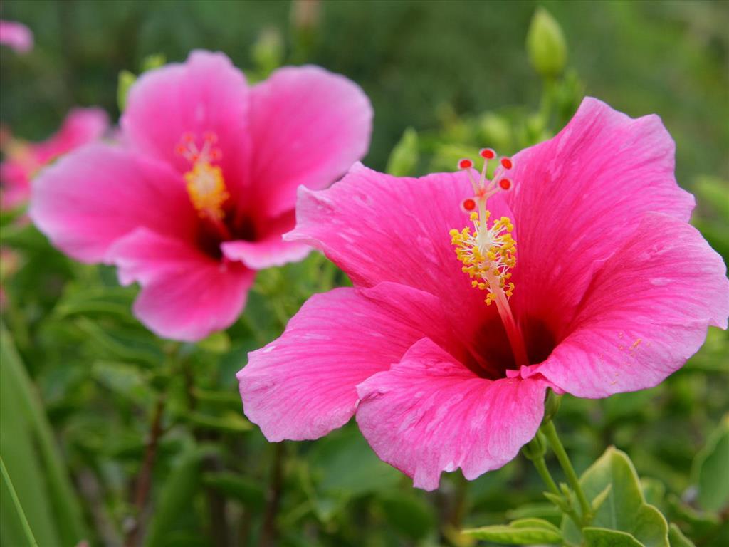 [Image: 9-loai-hoa-kich-thich-ai-an-9.jpg]