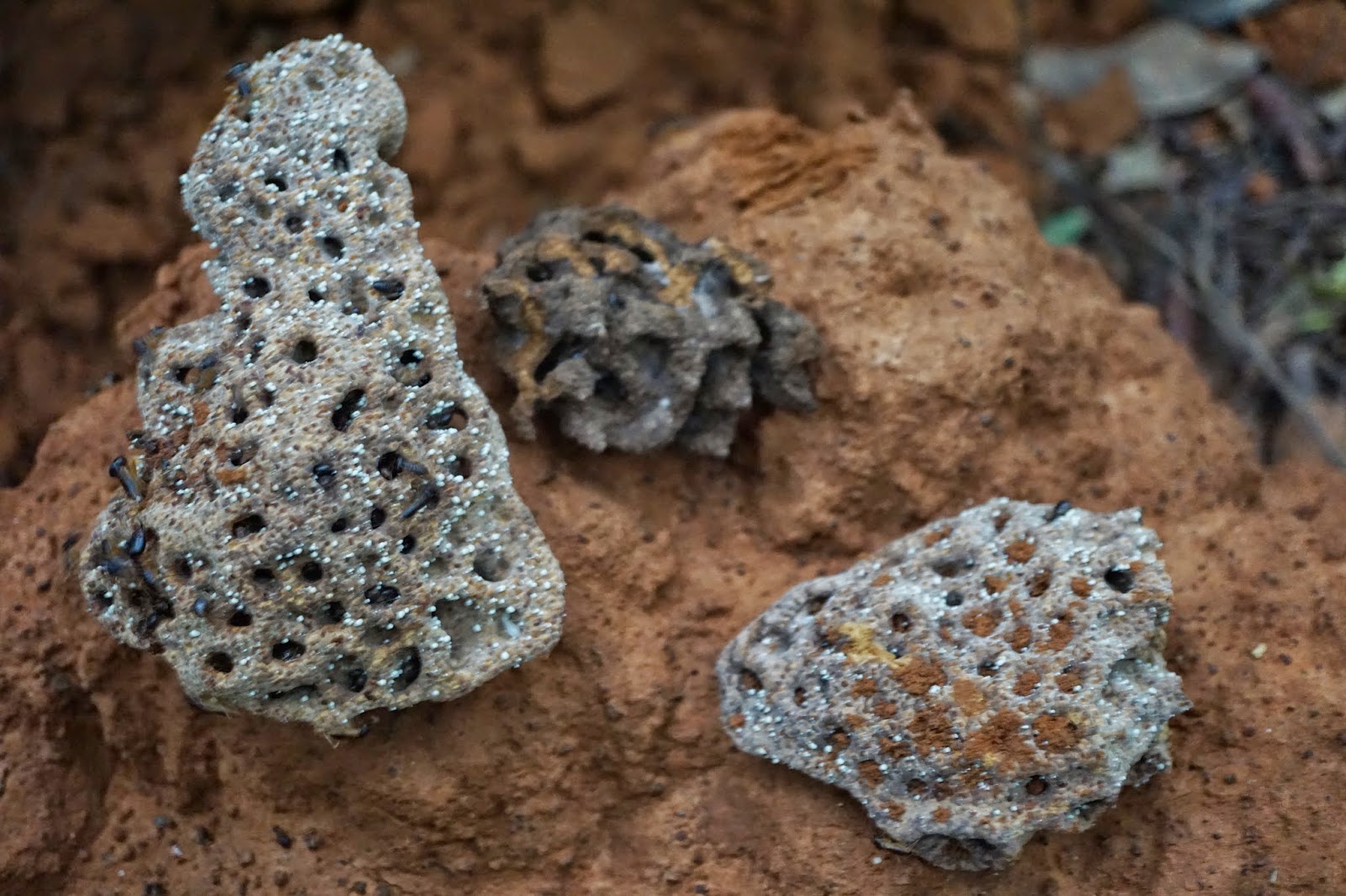 fungus hunting Termite mushrooms!