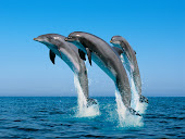 Dolphin wallpapers